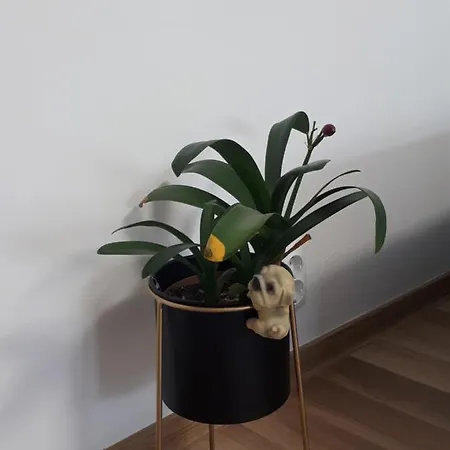 Apartament Angel *